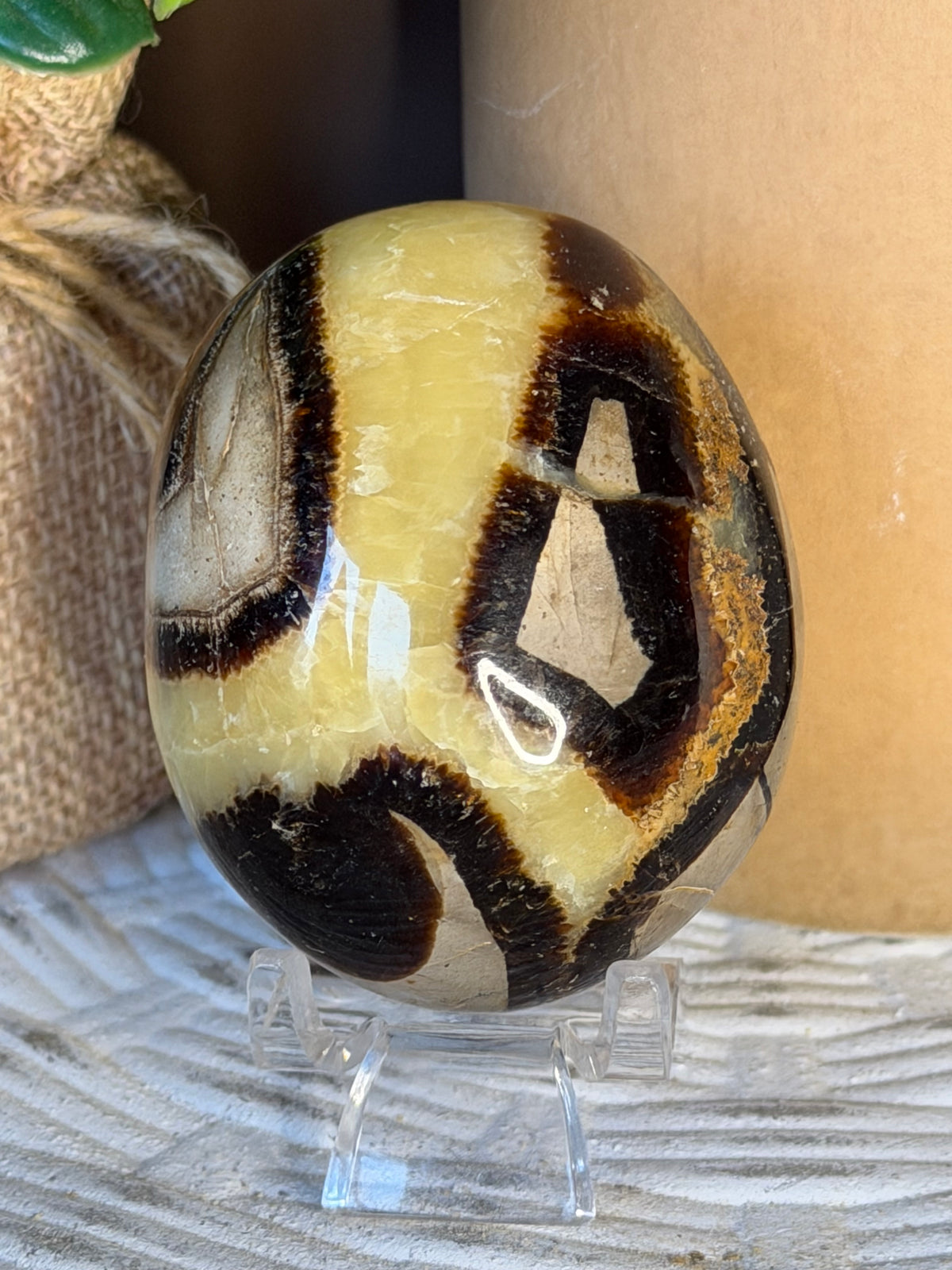 Septarian Palm Stone