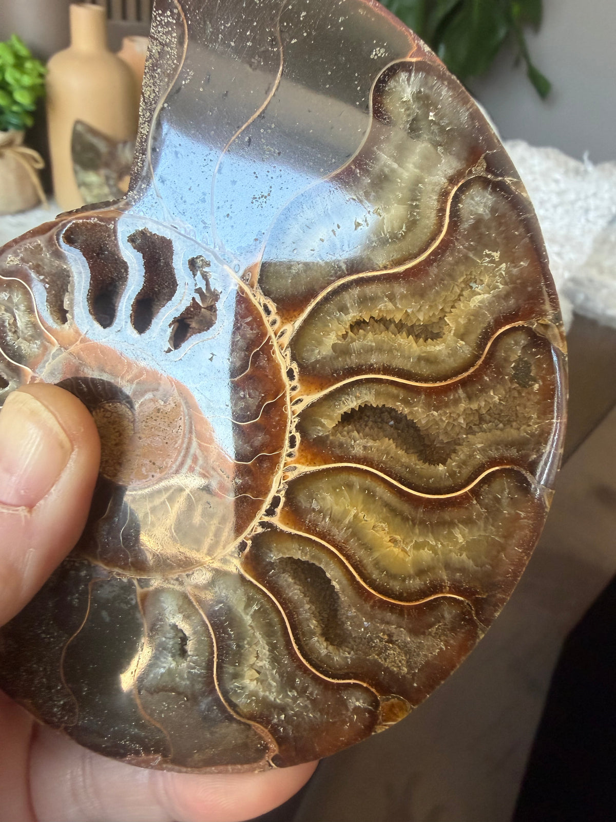 Ammonite Pair with Druzy Chambers
