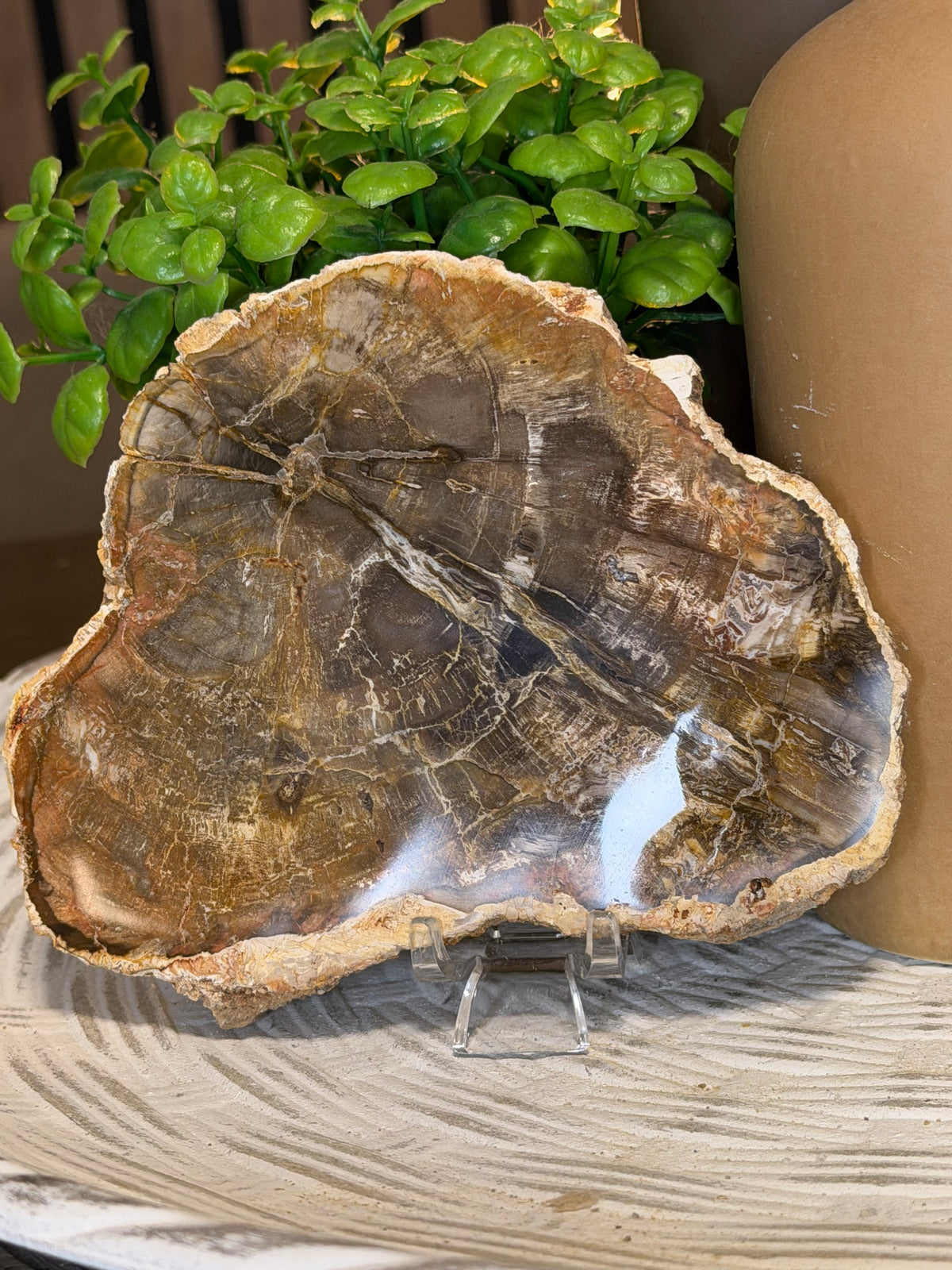 Petrified Wood Slice