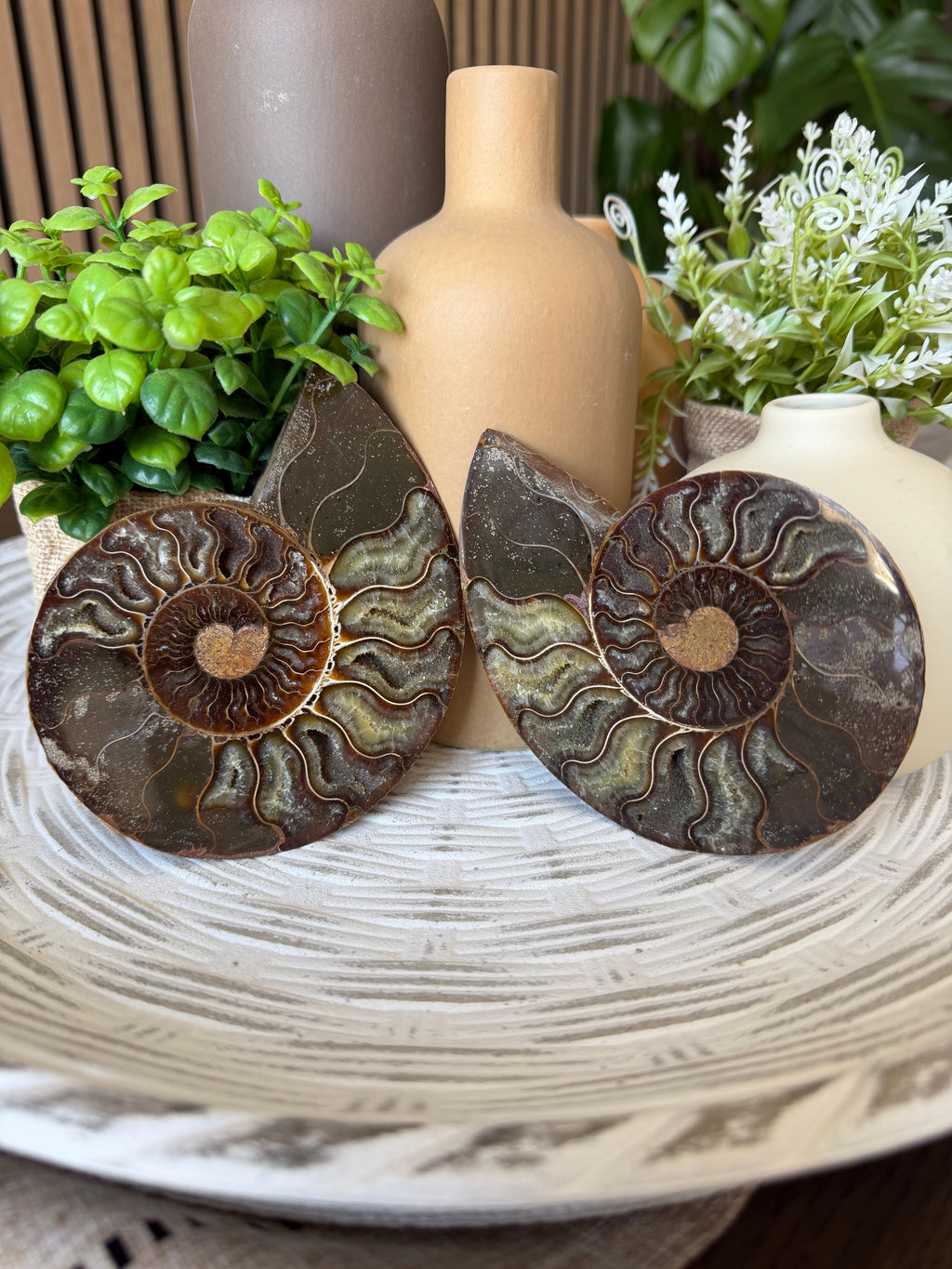 Ammonite Pair with Druzy Chambers