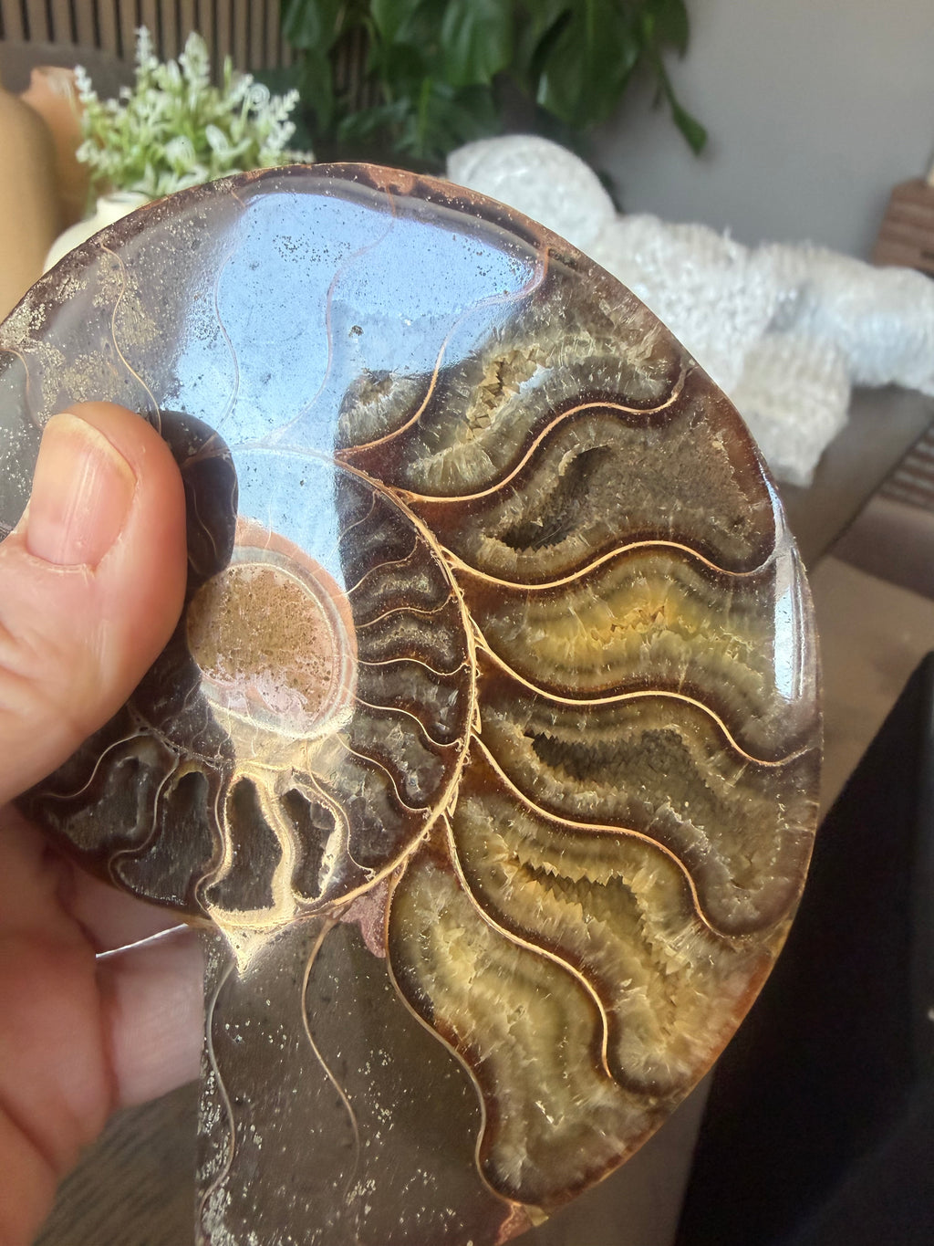 Ammonite Pair with Druzy Chambers