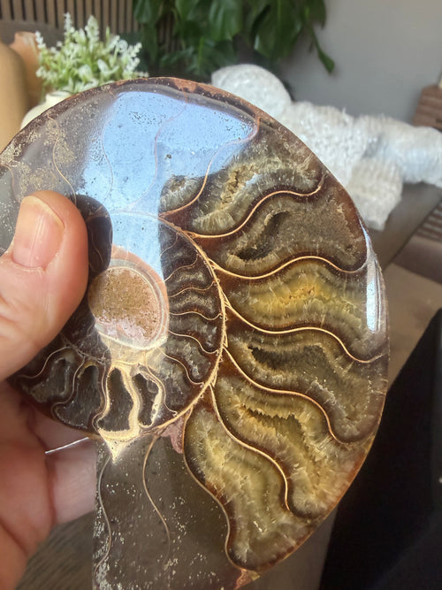 Ammonite Pair with Druzy Chambers