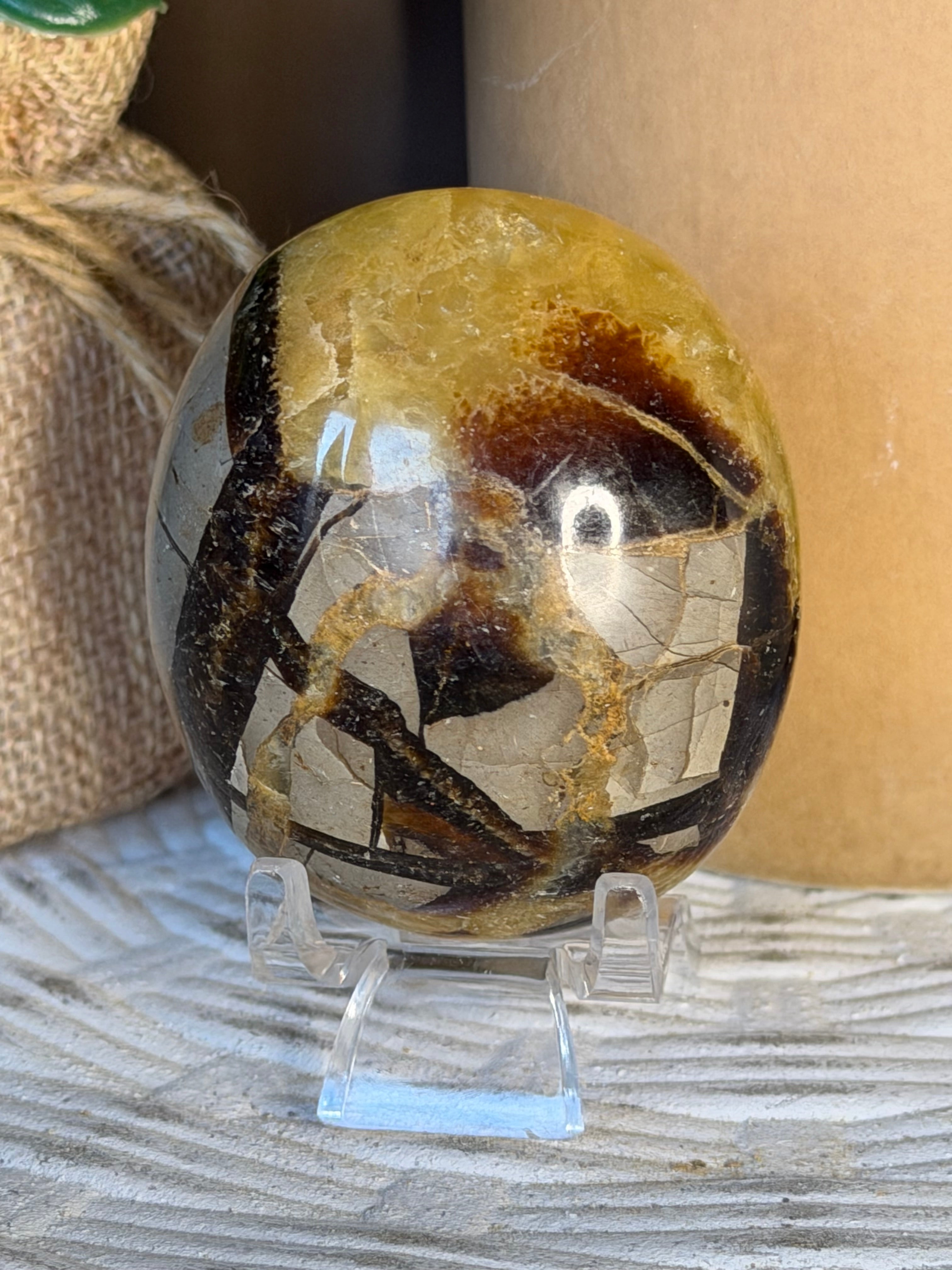 Septarian Palm Stone
