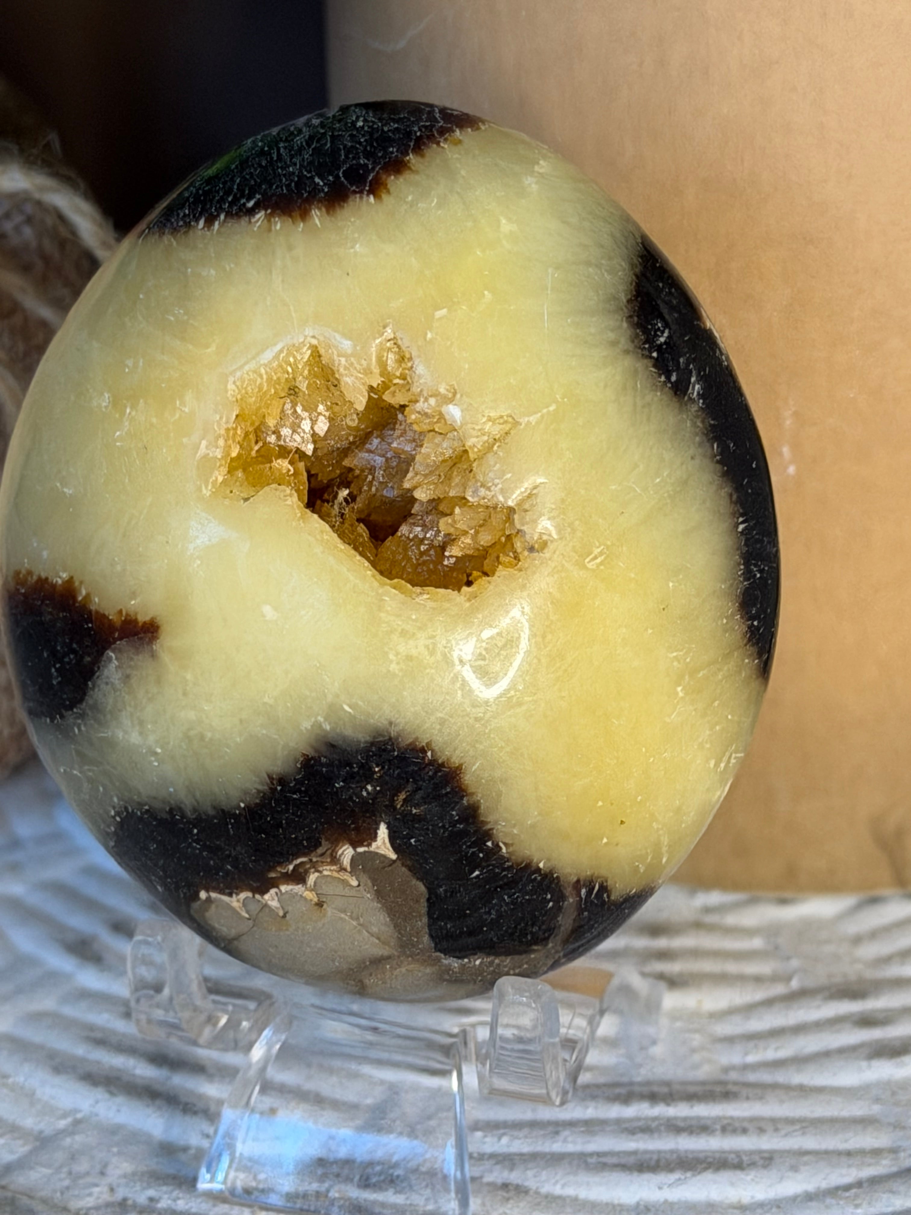 Septarian Palm Stone with Druzy Pocket
