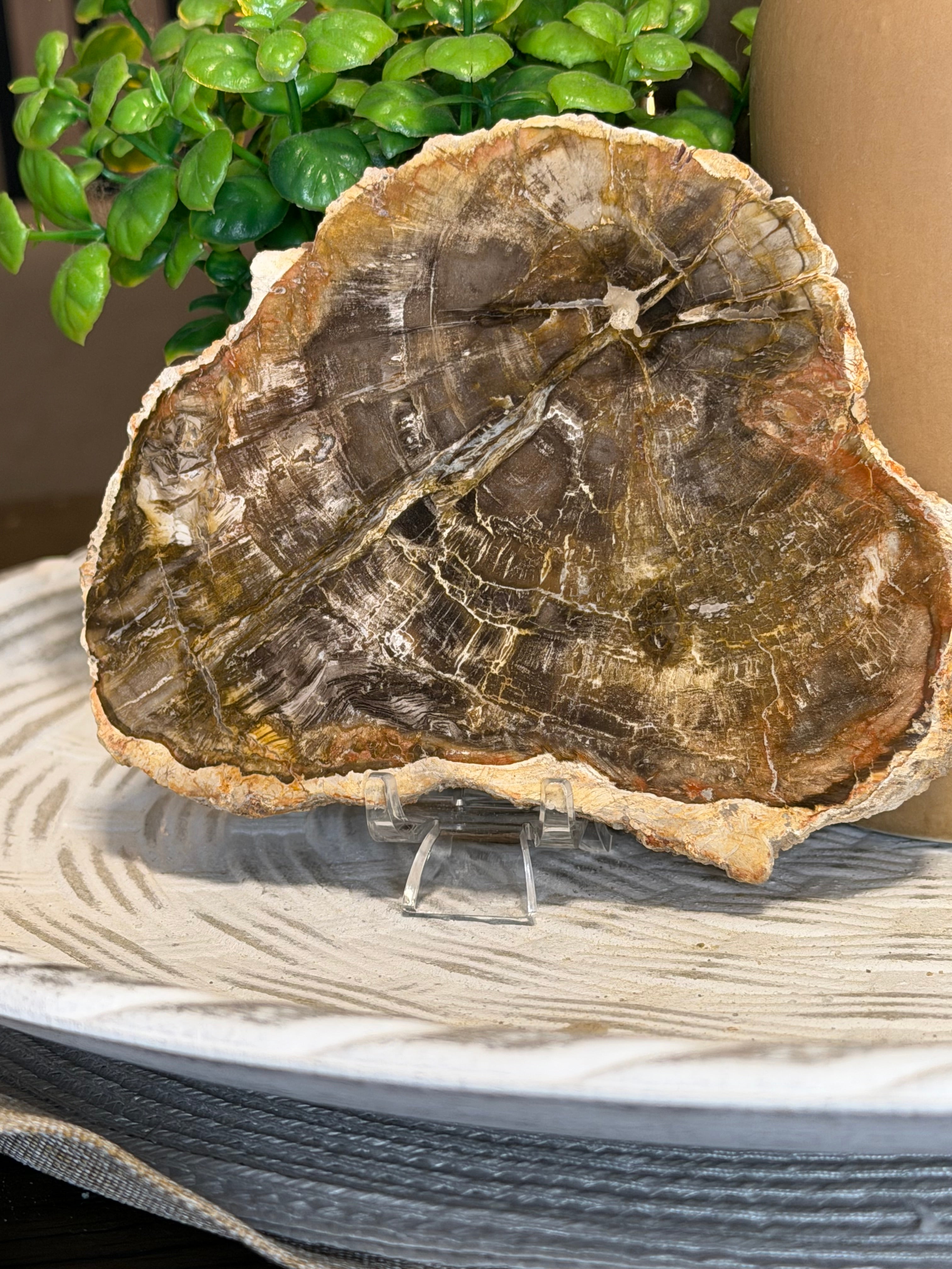 Petrified Wood Slice