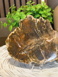 Petrified Wood Slice