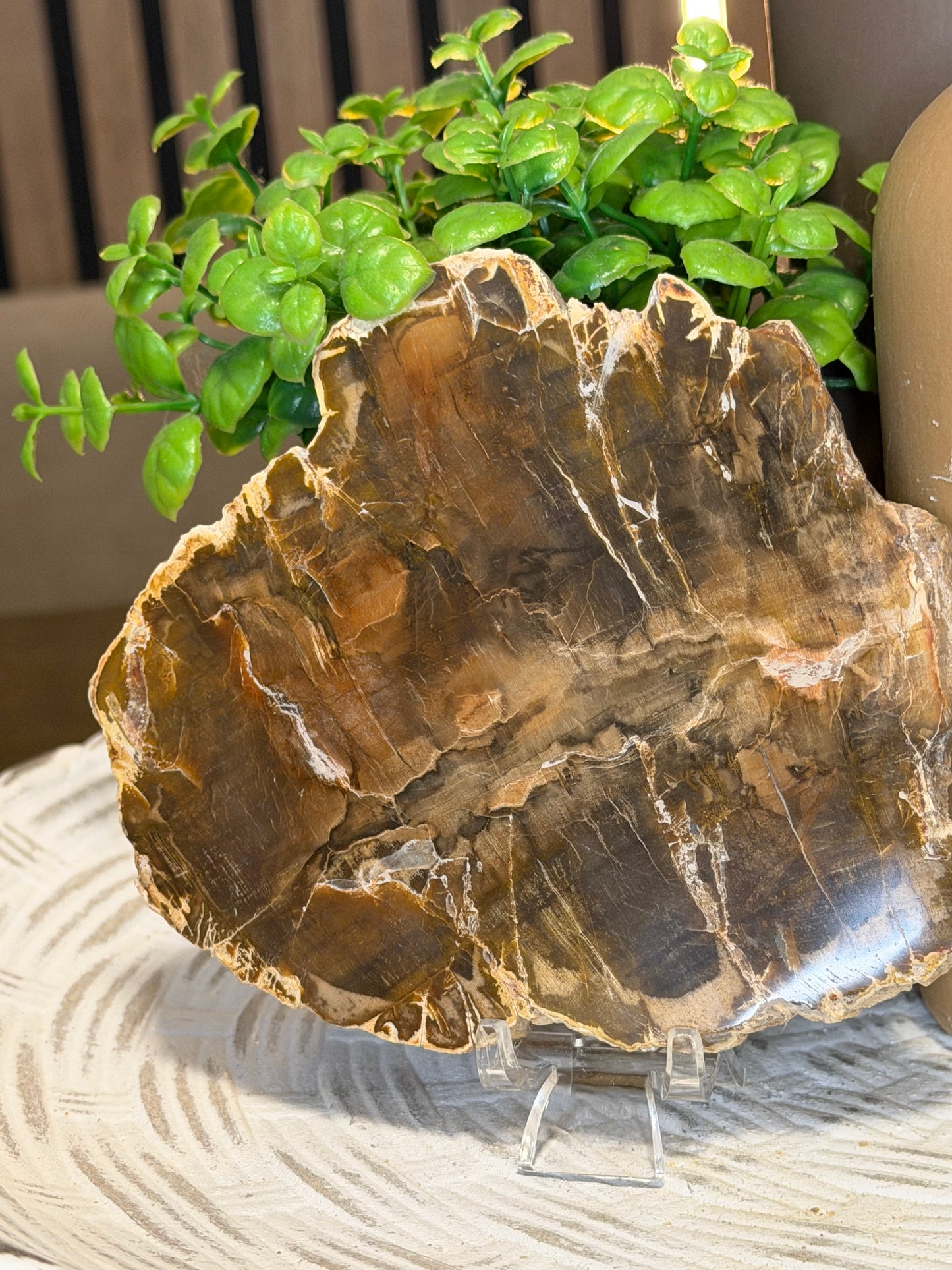 Petrified Wood Slice