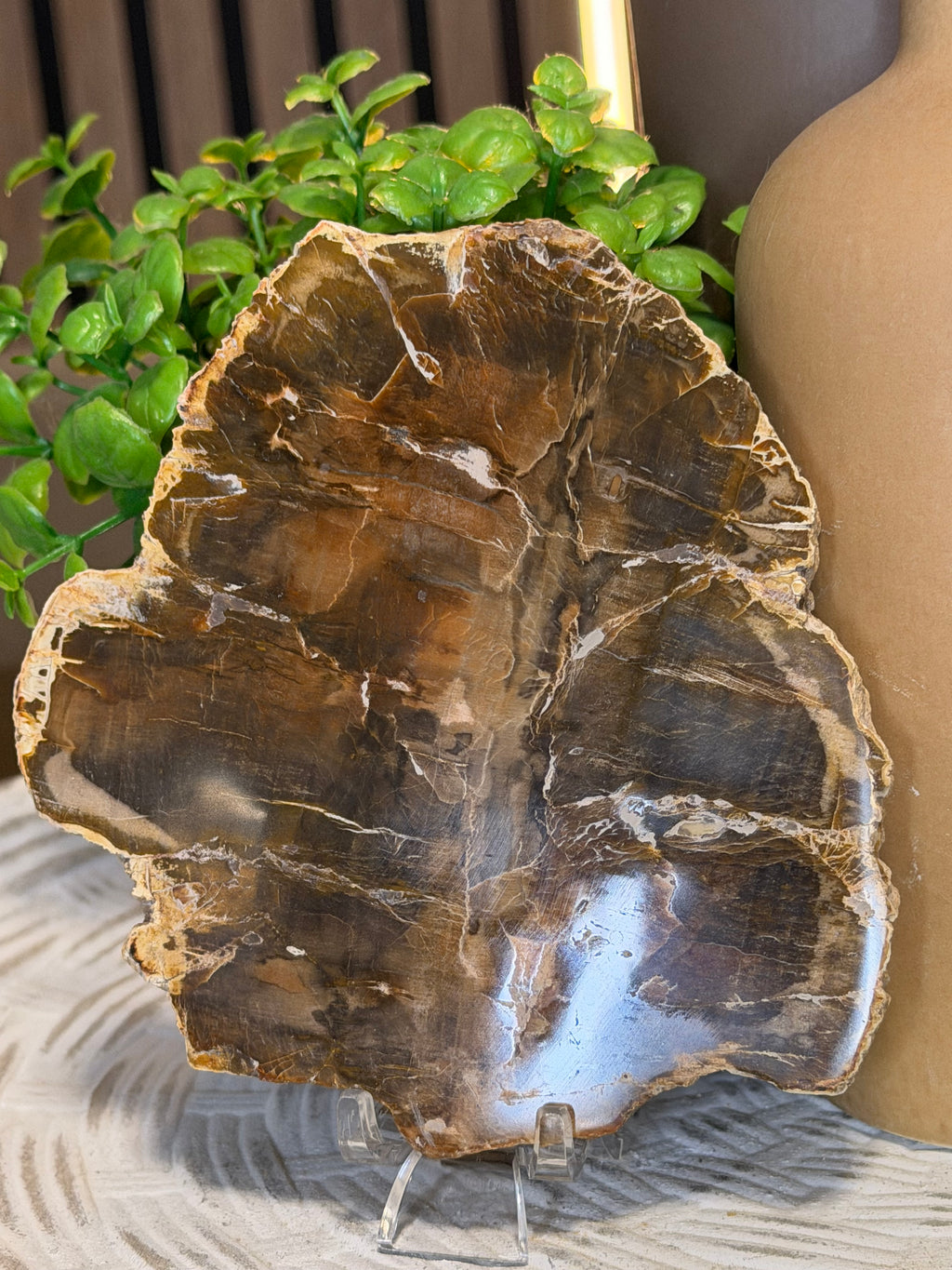 Petrified Wood Slice